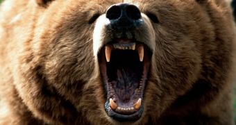 Grizzly bear attacks wildlife agency facility attendant in Montana, kills him
