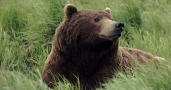 Grizzly Bear Kills Hiker Taking Pictures of It