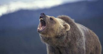 Grizzly bears are some of the world's greatest predators