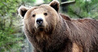 Researchers warn grizzly bears in British Columbia might be threatened by overhunting