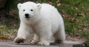 Researchers in Russia want to use a female grizzly as a surrogate for polar bear cubs