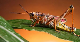 Researchers use ground up insects to make snacks that they say are both healthy and eco-friendly