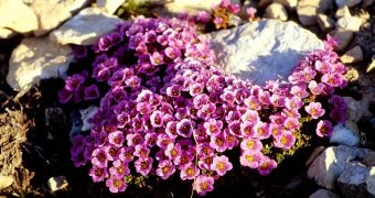 The best choice for a green roof could be the saxifrage pink, because besides being resistant, it is also attractive and it has a persistent flowering habit.