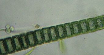 Cyanobacteria Cell Walls