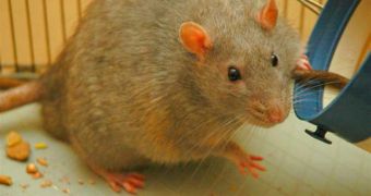 Rats' livers could hold the key towards creating replacement liver grafts for humans