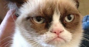 Tard aka Grumpy Cat is now at SXSW 2013 on promo business