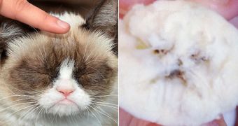 Grumpy Cat's likeness is spotted in banana