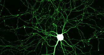 Promoting the growth of axons may help healthcare experts deal with brain trauma