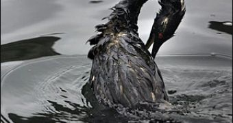 Gulf Bacteria Ate Up 200,000 Tons of Oil and Gas Released During the Deepwater Horizon Spill
