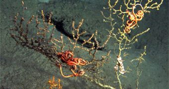 A single colony of coral with dying and dead sections (on left), apparently living tissue (top right) and bare skeleton with very sickly looking brittle star on the base