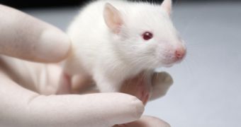 Experiments on mice bring new hope for treating obesity, type 2 diabetes