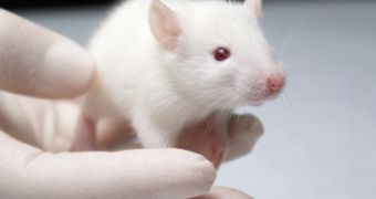 Experiments on mice bring new hope to people suffering from obesity