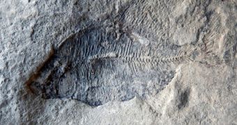 Creationist finds fossilized remains of ancient fish