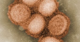 An image of the H1N1 influenza virus taken in the CDC Influenza Laboratory