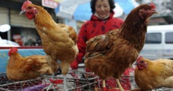 Novel strain of avian flu virus now said to be spreading across China