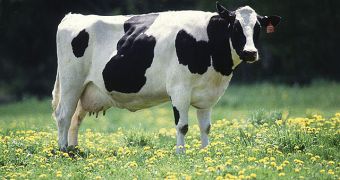 HP plans to use cow manure to power data centers