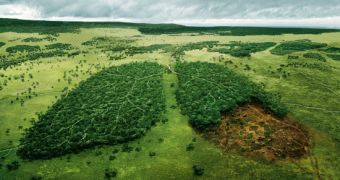 Green group accuses HSBC of financing deforestation