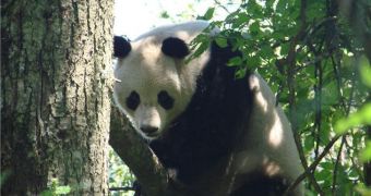 A view of a panda from a reclusive group. Genetic fragmentation is increasing among these endangered animals