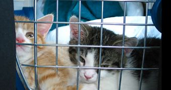 Kitten wanting to jail-break