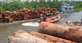Hackers assist illegal logging operations