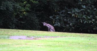 Hairless Chupacabra Spotted in Mississippi – Video