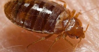 The common bedbug is found worldwide.