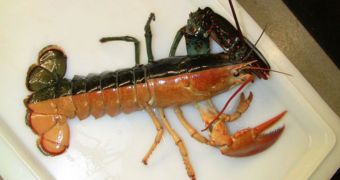 Halloween Lobster Is Half-Black, Half-Orange