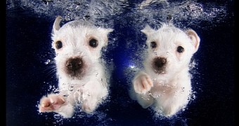 Cute doggies swimming underwater