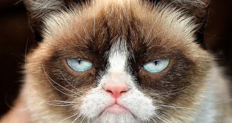 Grumpy Cat has just turned two and is still unhappy