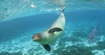 Hawaiian Monk Seal swims in the Papahanaumokuakea Marine National Monument