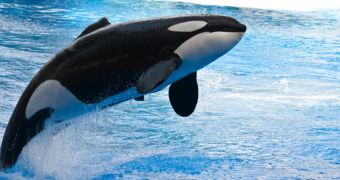 Orca attacks whalers, gives them a taste of their own medicine