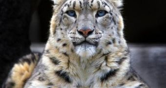Harsher Penalties Await Wildlife Traffickers in Russia