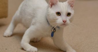Harvey: Kitten Born Without Bones in Its Front Legs Still Enjoys Life