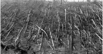 The forest in the nearby area after the explosion