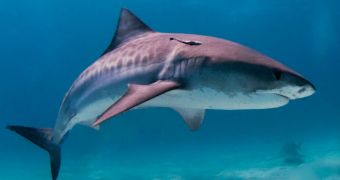 61-year-old gets bitten by a shark in Hawaiian waters