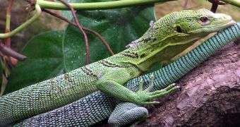 Monitor lizards risk soon becoming extinct, researchers say