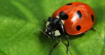 Headless insect found in Montana is in fact a rare ladybug (click to see picture)