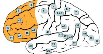 The prefrontal cortex is involved in the "Eureka!" and "aha" moments we all experience