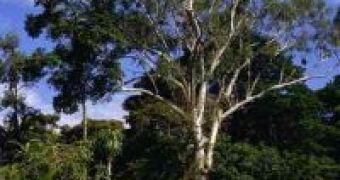 Health Benefits from Eucalytpus