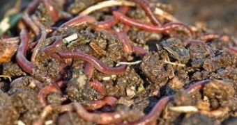 Earthworms found to soak up heavy metals from organic waste