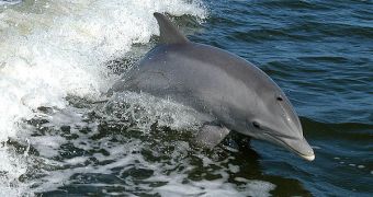 Dolphins in the Mekong River could go extinct soon, if steps are not taken to protect them