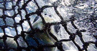 All five pacific sea turtle populations are victims of the tuna industry