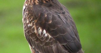 Hen Harrier Population Threatened by Second Extinction