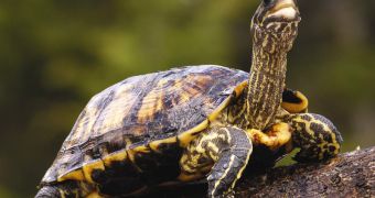 Italian researchers explain Hermann's tortoises' fertilization process