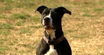 Family is saved from house fire by hero pit bull