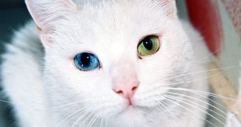 Cat displaying one green and one blue eye