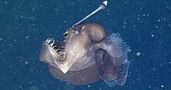 Anglerfish caught on camera in the Pacific