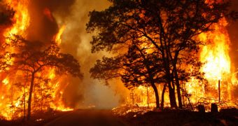 Higher-Than-Average Temperatures Up Forest Fire Risk in the Amazon