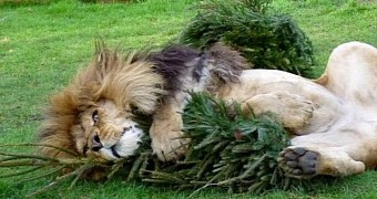 Photo shows lion hugging a Christmas tree