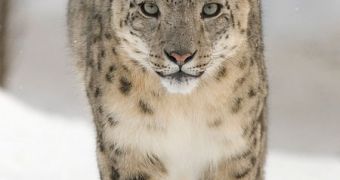 The snow leopard is one of the Himalayan species threatened with extinction